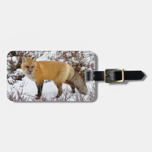 Rotfuchs im Schnee im Winter Gepäckanhänger (Vorderseite horizontal)