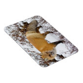 Rotfuchs im Schnee im Winter Magnet (Rechte Seite)
