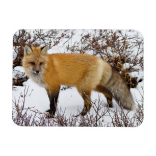 Rotfuchs im Schnee im Winter Magnet