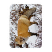 Rotfuchs im Schnee im Winter Magnet (Vertikal)