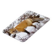 Rotfuchs im Schnee im Winter Magnet (Linke Seite)