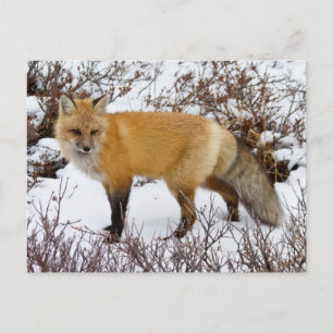 Rotfuchs im Schnee im Winter Postkarte