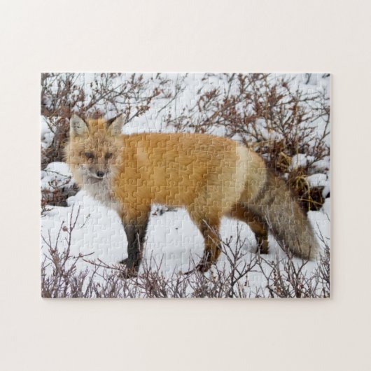 Rotfuchs im Schnee im Winter Puzzle (Horizontal)