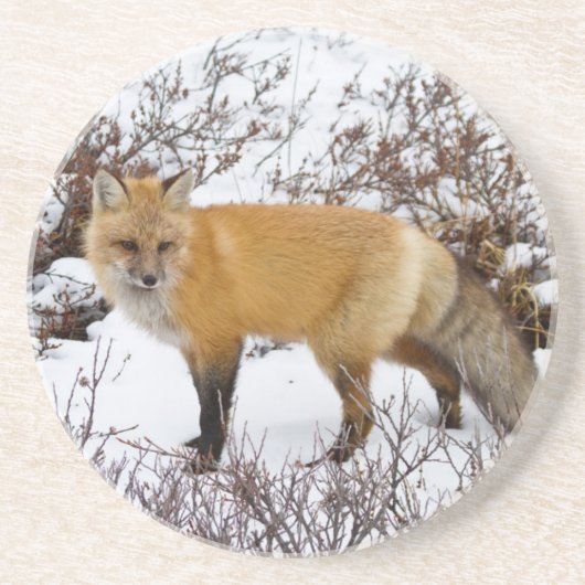 Rotfuchs im Schnee im Winter Sandstein Untersetzer (Vorne)