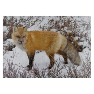 Rotfuchs im Schnee im Winter Schneidebrett
