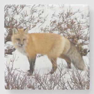 Rotfuchs im Schnee im Winter Steinuntersetzer