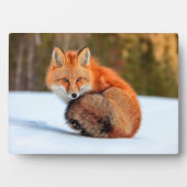Rotfuchs im Schnee | Yukon Fotoplatte (Vorderseite)