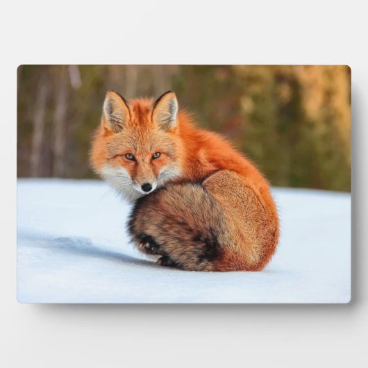 Rotfuchs im Schnee | Yukon Fotoplatte (Vorderseite)