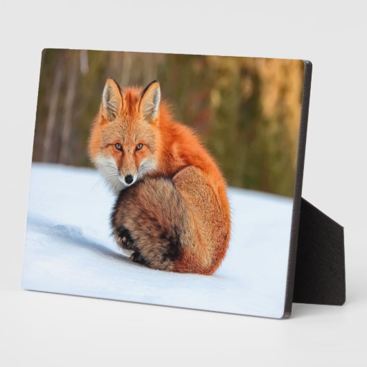 Rotfuchs im Schnee | Yukon Fotoplatte (Seite)