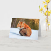 Rotfuchs im Schnee | Yukon Karte (Gelbe Blume)