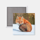 Rotfuchs im Schnee | Yukon Magnet (Vorderseite/Rückseite)