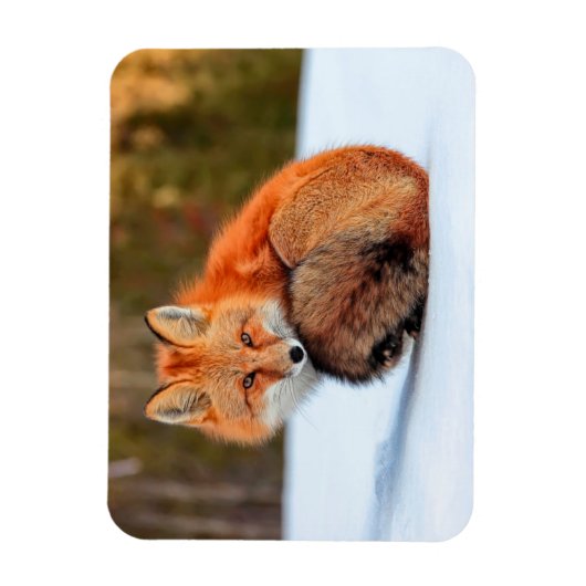 Rotfuchs im Schnee | Yukon Magnet (Vertikal)