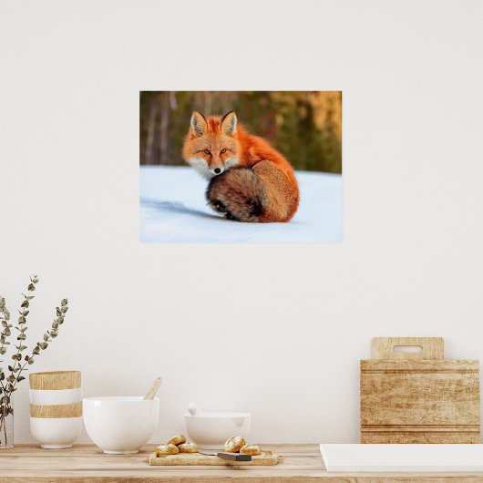 Rotfuchs im Schnee | Yukon Poster (Küche)