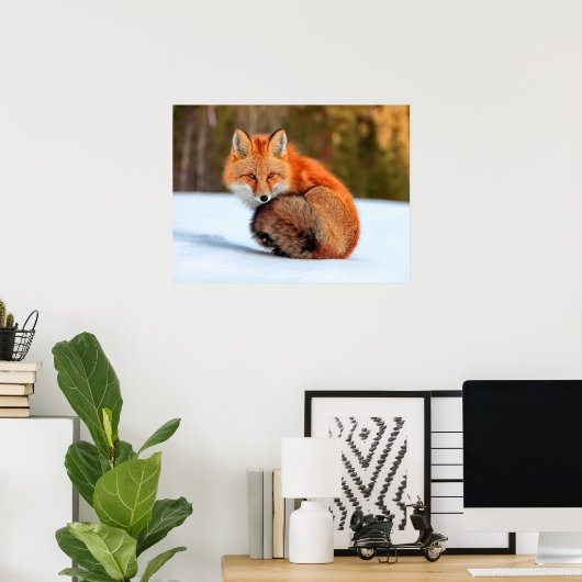 Rotfuchs im Schnee | Yukon Poster (Heimbüro)