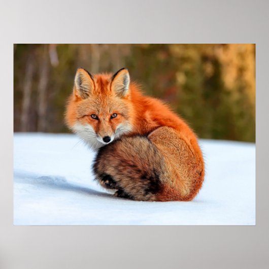 Rotfuchs im Schnee | Yukon Poster (Vorne)