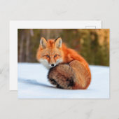 Rotfuchs im Schnee | Yukon Postkarte (Vorne/Hinten)