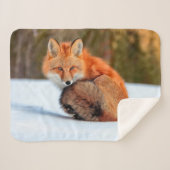 Rotfuchs im Schnee | Yukon Sherpadecke (Vorderseite (Horizontal))
