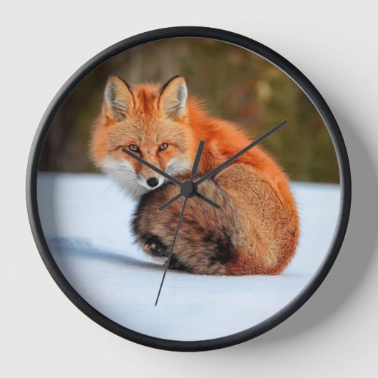 Rotfuchs im Schnee | Yukon Uhr (Vorderseite)