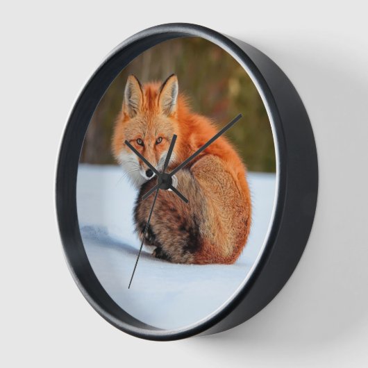 Rotfuchs im Schnee | Yukon Uhr (Winkel)