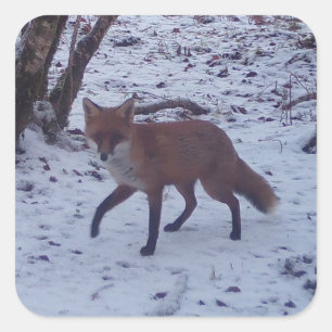 Rotfuchs im Schneewald Wildnis Wald Tier Quadratischer Aufkleber