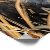 Rotfuchs im Unkraut Poster (Ecke)