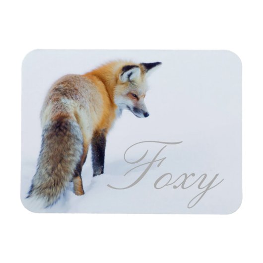 Rotfuchs im Winter Magnet (Horizontal)
