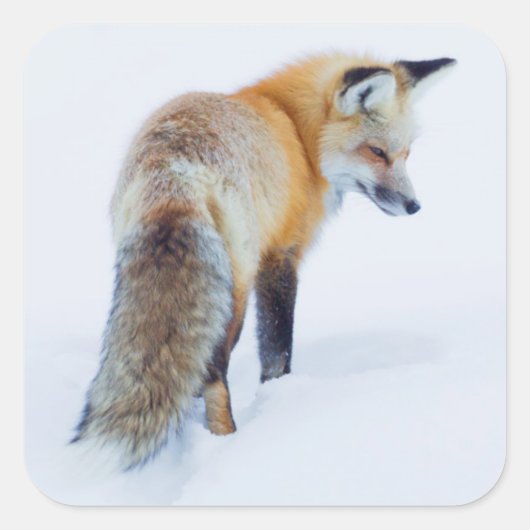Rotfuchs im Winter Quadratischer Aufkleber (Vorderseite)