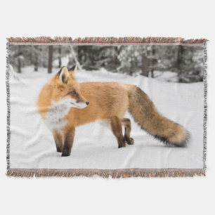 Rotfuchs in weißem Schnee Decke