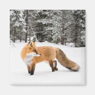 Rotfuchs in weißem Schnee Magnet