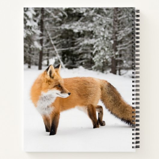 Rotfuchs in weißem Schnee Notizblock (Rückseite)