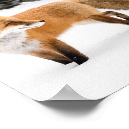 Rotfuchs in weißem Schnee Poster (Ecke)