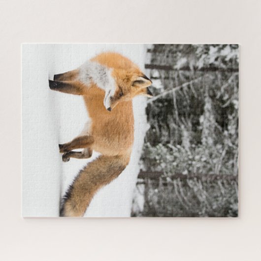 Rotfuchs in weißem Schnee Puzzle (Horizontal)