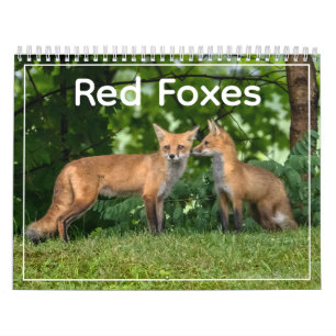 Rotfuchs-Kalender Kalender