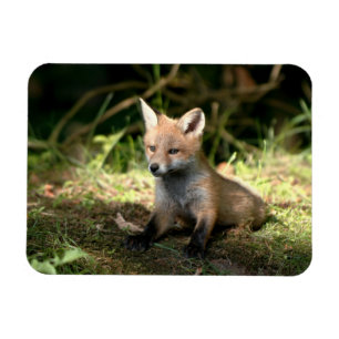 Rotfuchs Magnet