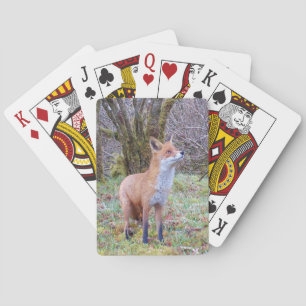 Rotfuchs nach oben schauend Ausdruck Waldlandschaf Spielkarten