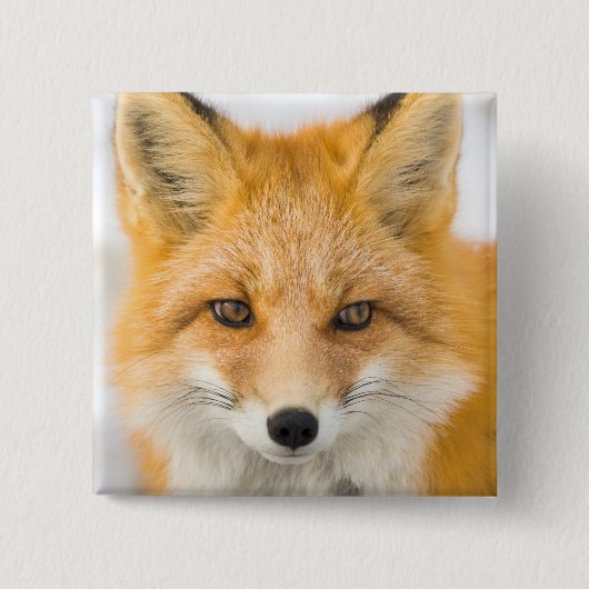 Rotfuchs-Porträt Button (Vorderseite)