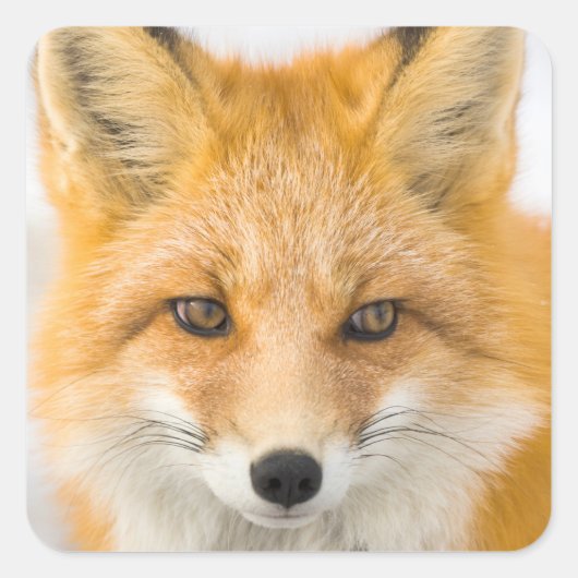 Rotfuchs-Porträt Quadratischer Aufkleber (Vorderseite)
