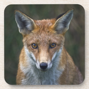 Rotfuchs-Porträt-Set aus 6 Untersetzern Getränkeuntersetzer