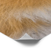 Rotfuchs Poster (Ecke)