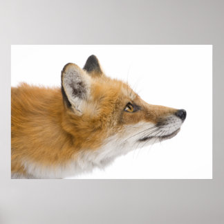 Rotfuchs Poster