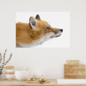 Rotfuchs Poster (Küche)