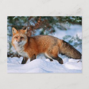 Rotfuchs Schnee im Winter, Montana Postkarte