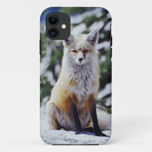 Rotfuchs sitzt auf Schneebank, Vulpes, Berg Case-Mate iPhone Hülle