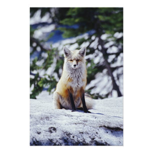 Rotfuchs sitzt auf Schneebank, Vulpes, Berg Fotodruck
