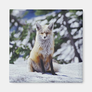 Rotfuchs sitzt auf Schneebank, Vulpes, Berg Magnet