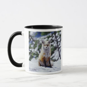 Rotfuchs sitzt auf Schneebank, Vulpes, Berg Tasse