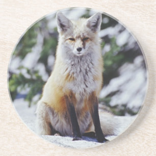 Rotfuchs sitzt auf Schneebank, Vulpes, Berg Untersetzer