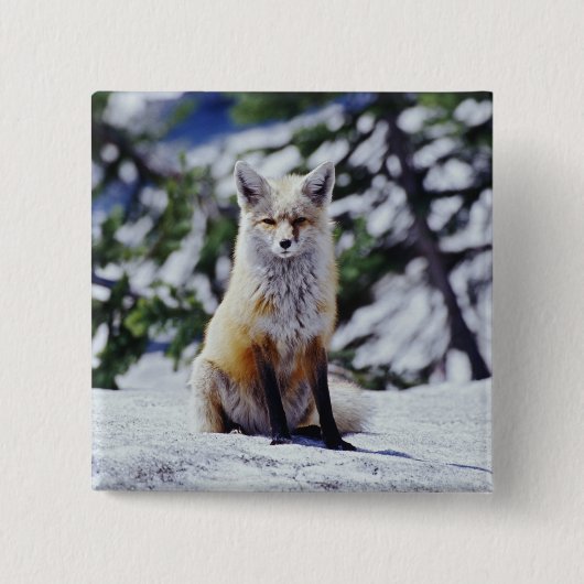Rotfuchs sitzt auf Schneebank, Vulpes, Mt. Button (Vorderseite)