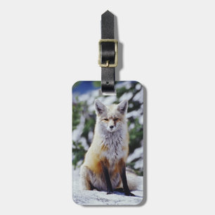 Rotfuchs sitzt auf Schneebank, Vulpes, Mt. Gepäckanhänger