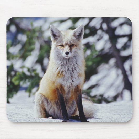 Rotfuchs sitzt auf Schneebank, Vulpes, Mt. Mousepad (Vorne)